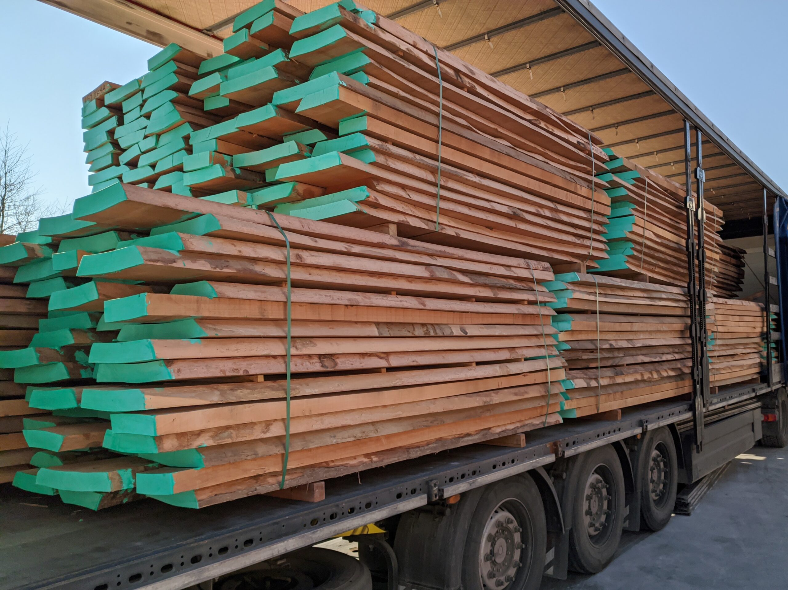 Οξυά / Beech - Image 3